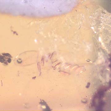 Rare Eleven Eggs And Fungus Gnat In Dominican Amber Rare Eleven Eggs And Fungus Gnat In Dominican Amber