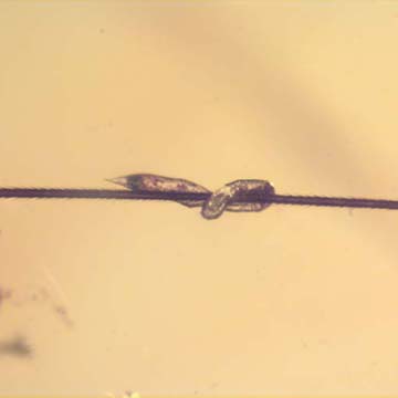 Rare Two Eggs Clinging On A Part Of A Bug In Dominican Amber
