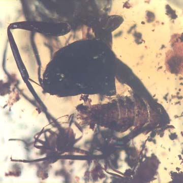 Rare Two Isopods In Dominican Amber