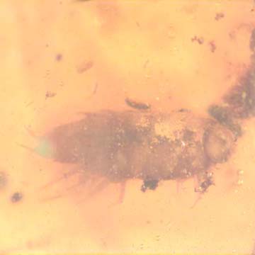 Rare Two Isopods In Dominican Amber Rare Two Isopods In Dominican Amber