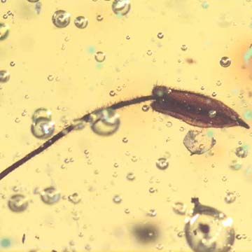 Rare 2 Unusual Flower Bud In Dominican Amber Rare 2 Unusual Flower Bud In Dominican Amber