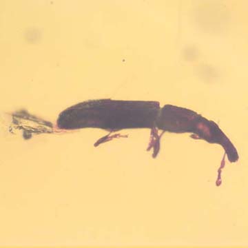 Rare Two Weevils In Dominican Amber