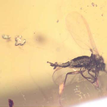 Rare Four Eggs And Fungus Gnat In Dominican Amber