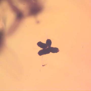 Rare Four Eggs And Stingless Bee In Dominican Amber Rare Four Eggs And Stingless Bee In Dominican Amber