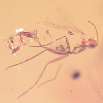 Rare Four Eggs In Dominican Amber Rare Four Eggs In Dominican Amber