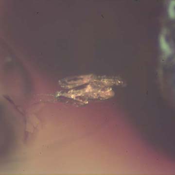 Rare Four Eggs In Dominican Amber
