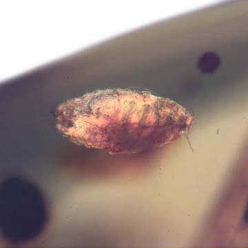 Rare Four Isopods In Dominican Amber