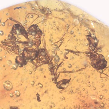 Rare 4 Worker Ants Fighting In Dominican Amber Rare 4 Worker Ants Fighting In Dominican Amber
