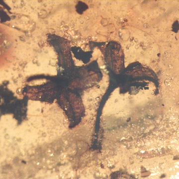 Rare Six Well Preserved Flowers In Dominican Amber Rare Six Well Preserved Flowers In Dominican Amber