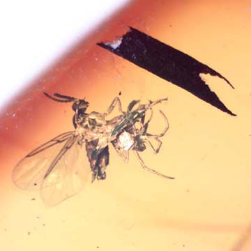 Rare Black Scavenger Fly And Spider Fighting And Black Scavenger Fly In Dominican Amber Rare Black Scavenger Fly And Spider Fighting And Black Scavenger Fly In Dominican Amber