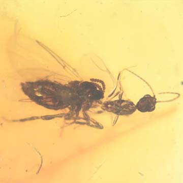 Rare Black Scavenger Fly And Male Ant Interacting In Dominican Amber