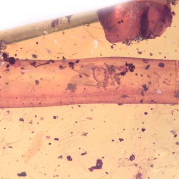 Rare Black Scavenger Fly Trapped Inside Amber Globule In Dominican Amber