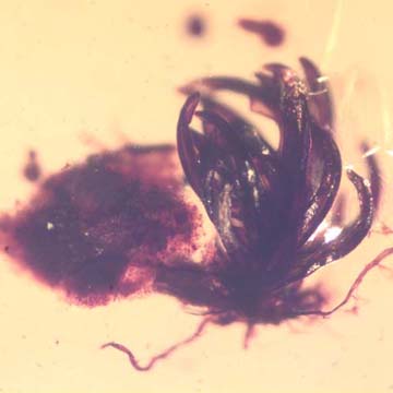 Rare Botanical With Roots And Fungus Gnat In Dominican Amber