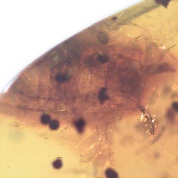 Rare Breached Isopod, Cricket And Gall Midge In Dominican Amber