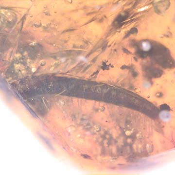 Rare Breached Millipede And Flower In Dominican Amber Rare Breached Millipede And Flower In Dominican Amber