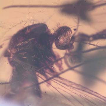 Rare Cut Female Mosquito And Fungus Gnat In Dominican Amber Rare Cut Female Mosquito And Fungus Gnat In Dominican Amber