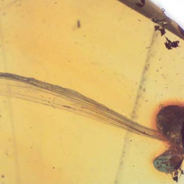 Rare Feather Like Thing In Dominican Amber Rare Feather Like Thing In Dominican Amber