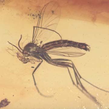 Rare Fighting Of Fungus Gnat And Gall Midge In Dominican Amber