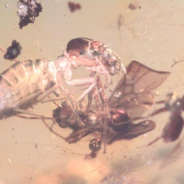 Rare Fighting Worker Ant And Male Ant And Male Ant In Dominican Amber Rare Fighting Worker Ant And Male Ant And Male Ant In Dominican Amber