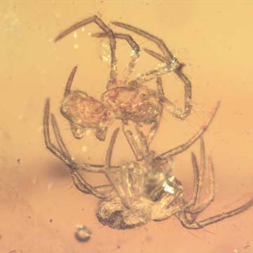 Rare Interaction Of Spider In Dominican Amber Rare Interaction Of Spider In Dominican Amber