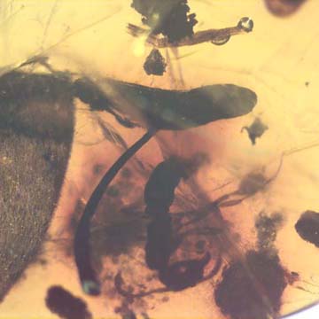 Rare Flower Stamen With Pollen Coming Out And Petal In Dominican Amber Rare Flower Stamen With Pollen Coming Out And Petal In Dominican Amber