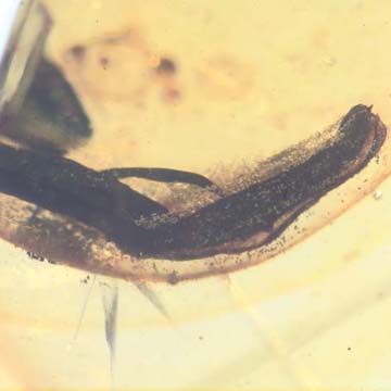 Rare Flower Stamen With Pollen Coming Out In Dominican Amber Rare Flower Stamen With Pollen Coming Out In Dominican Amber