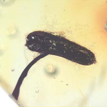 Rare Flower Stamen With Pollen Coming Out In Dominican Amber Rare Flower Stamen With Pollen Coming Out In Dominican Amber