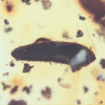 Rare Flower Stamen With Pollen Coming Out In Dominican Amber Rare Flower Stamen With Pollen Coming Out In Dominican Amber
