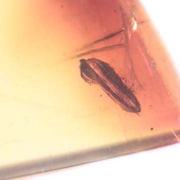 Rare Flower Stamen With Pollen Coming Out In Dominican Amber Rare Flower Stamen With Pollen Coming Out In Dominican Amber
