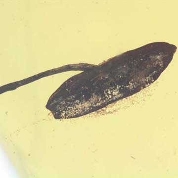 Rare Flower Stamen With Stream Pollen Coming Out In Dominican Amber