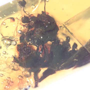 Rare Flowers In Dominican Amber