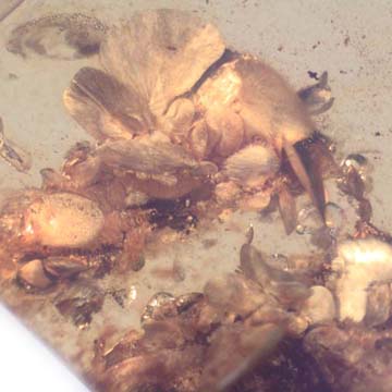 Rare Fungus In Dominican Amber Rare Fungus In Dominican Amber