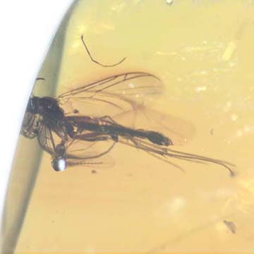 Rare Fungus Gnat With Gall Midge Riding On Its Wing In Dominican Amber