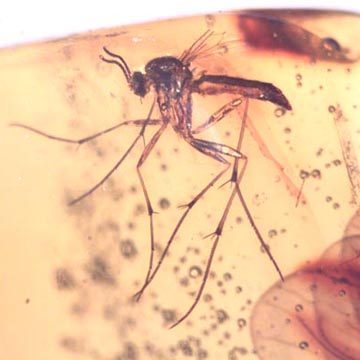 Rare Fungus Gnat, Nice Dicotelydon And True Midge In Dominican Amber