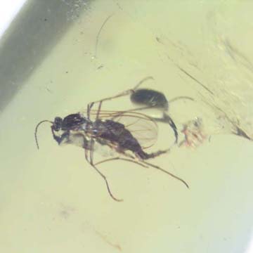 Rare Fungus Gnat With Twelve Eggs In Dominican Amber Rare Fungus Gnat With Twelve Eggs In Dominican Amber