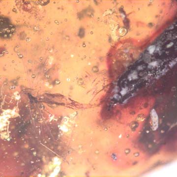 Rare Fungus Gnat With Twenty Eggs, Spider And Four Elongate Springtail In Dominican Amber
