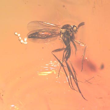 Rare Fungus Gnat With Eggs And Fairy Fly In Dominican Amber Rare Fungus Gnat With Eggs And Fairy Fly In Dominican Amber