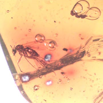 Rare Fungus Gnat With Eggs In Dominican Amber Rare Fungus Gnat With Eggs In Dominican Amber