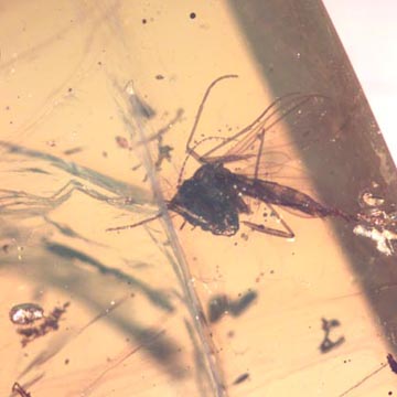 Rare Fungus Gnat With Eggs In Dominican Amber Rare Fungus Gnat With Eggs In Dominican Amber