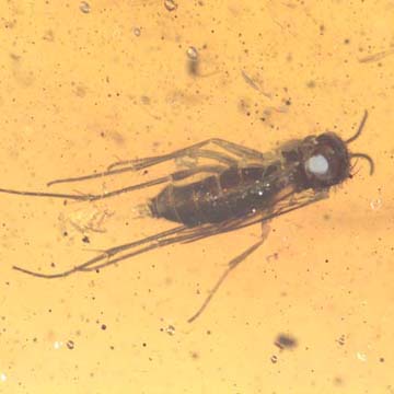 Rare Fungus Gnat With Eight Eggs In Dominican Amber