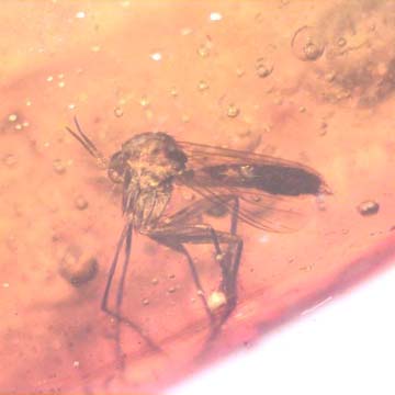 Rare Fungus Gnat With Fairy Fly Clinging On Its Leg In Dominican Amber Rare Fungus Gnat With Fairy Fly Clinging On Its Leg In Dominican Amber