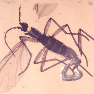 Rare Fungus Gnat With String Of Five Eggs And Sand Fly In Dominican Amber