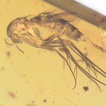 Rare Fungus Gnat With Two Eggs In Dominican Amber