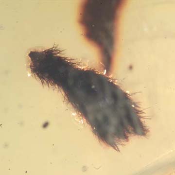 Rare Furry Bud In Dominican Amber Rare Furry Bud In Dominican Amber