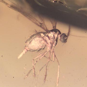 Rare Gall Gnat Coming Out Fiberous Seed In Dominican Amber Rare Gall Gnat Coming Out Fiberous Seed In Dominican Amber