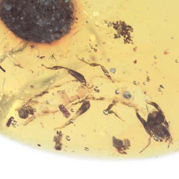 Rare Ghost Of Earwig In Dominican Amber