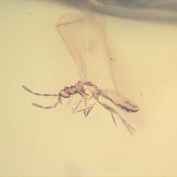 Rare Gnat Bug And Cricket In Dominican Amber