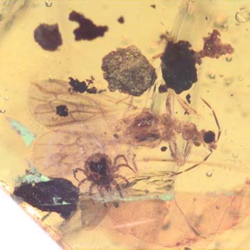 Rare Gnat Bug And Mite In Dominican Amber
