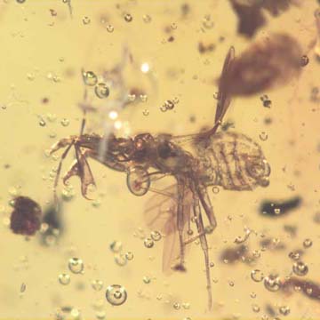 Rare Gnat Bug And Horseshoe Crab Beetle In Dominican Amber Rare Gnat Bug And Horseshoe Crab Beetle In Dominican Amber