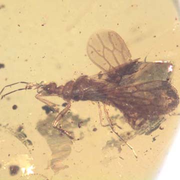 Rare Gnat Bug And Gall Midge In Dominican Amber Rare Gnat Bug And Gall Midge In Dominican Amber